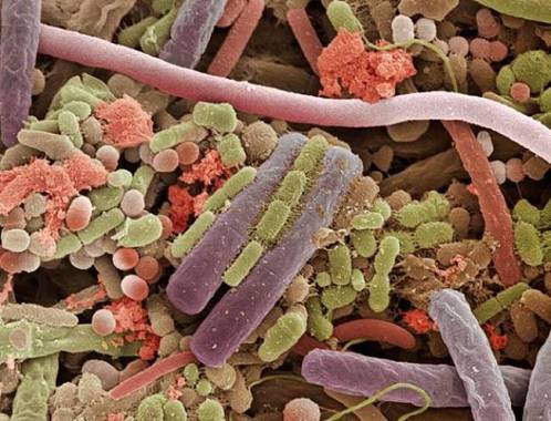 Mikroszkóp alatt: a nyálban rengeteg baktérium él, melyek között előfordulnak jótékonyak és kártékonyak egyaránt.